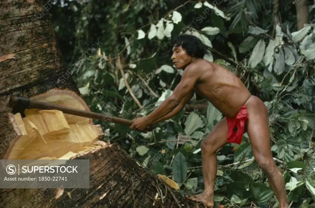 Colombia, Choco, Embera Indigenous People, 'Hueso, Embera Family Head Using Axe To Fell Large Tree To Make Family Dug-Out Canoe. Pacific Coastal Region Tribe '