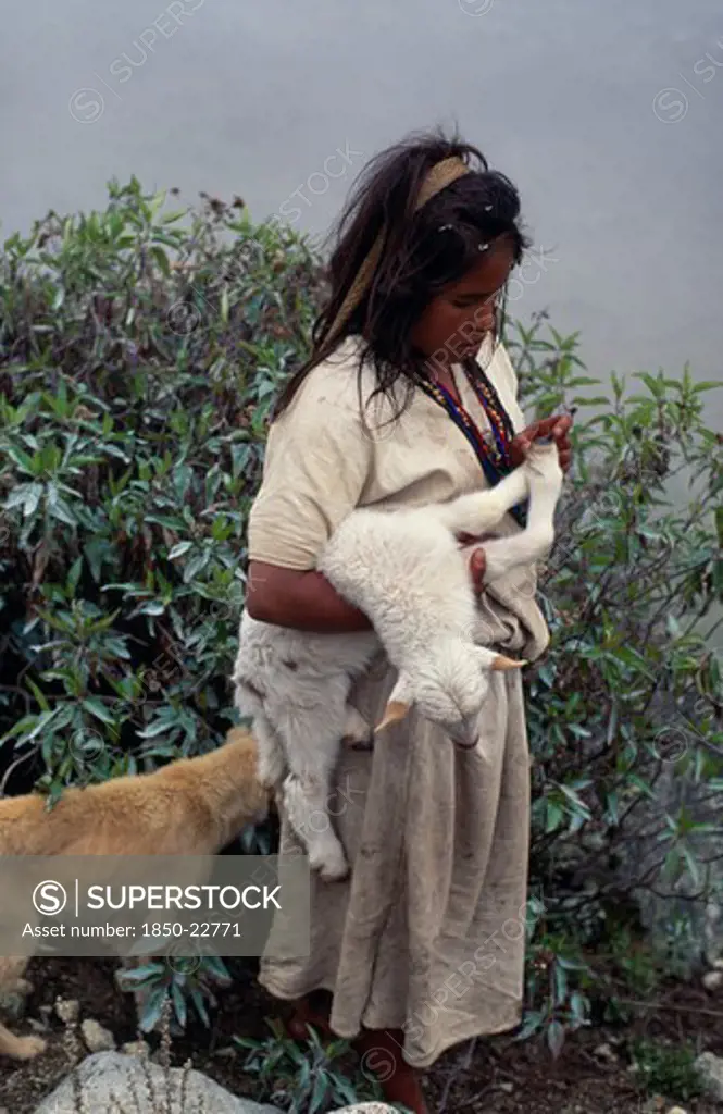 Colombia, Sierra Nevada De Santa Marta, Ika, Ika Shepherd Girl Checking Recently Born Lamb'S Feet In The High Sierra With Sheepdog Behind Her. Arhuaco Aruaco Indigenous Tribe American Colombian Colombia Hispanic Indegent Latin America Latino Scenic South America  Arhuaco Aruaco Indigenous Tribe American Colombian Columbia Hispanic Indegent Latin America Latino Scenic South America Farming Agraian Agricultural Growing Husbandry  Land Producing Raising Immature One Individual Solo Lone Solitary 1 