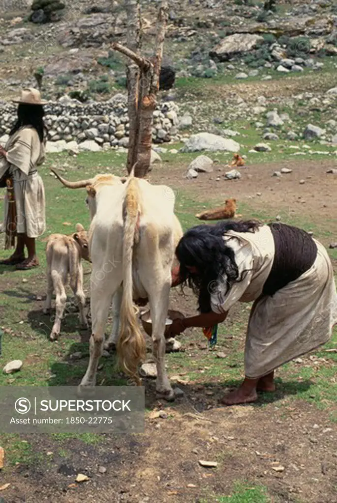 Colombia, Sierra Nevada De Santa Marta, Ika, Ika Mother In Traditional Woven Wool&Cotton Manta Cloak Wearing Black Woven Wool Waist-Band   Milking The Family'S Cow With Young Calf At Her Side To Encourage Milking. Arhuaco Aruaco Indigenous Tribe American Colombian Colombia Female Women Girl Lady Hispanic Indegent Latin America Latino South America  Arhuaco Aruaco Indigenous Tribe American Colombian Columbia Female Women Girl Lady Hispanic Indegent Latin America Latino South America Cows Female F