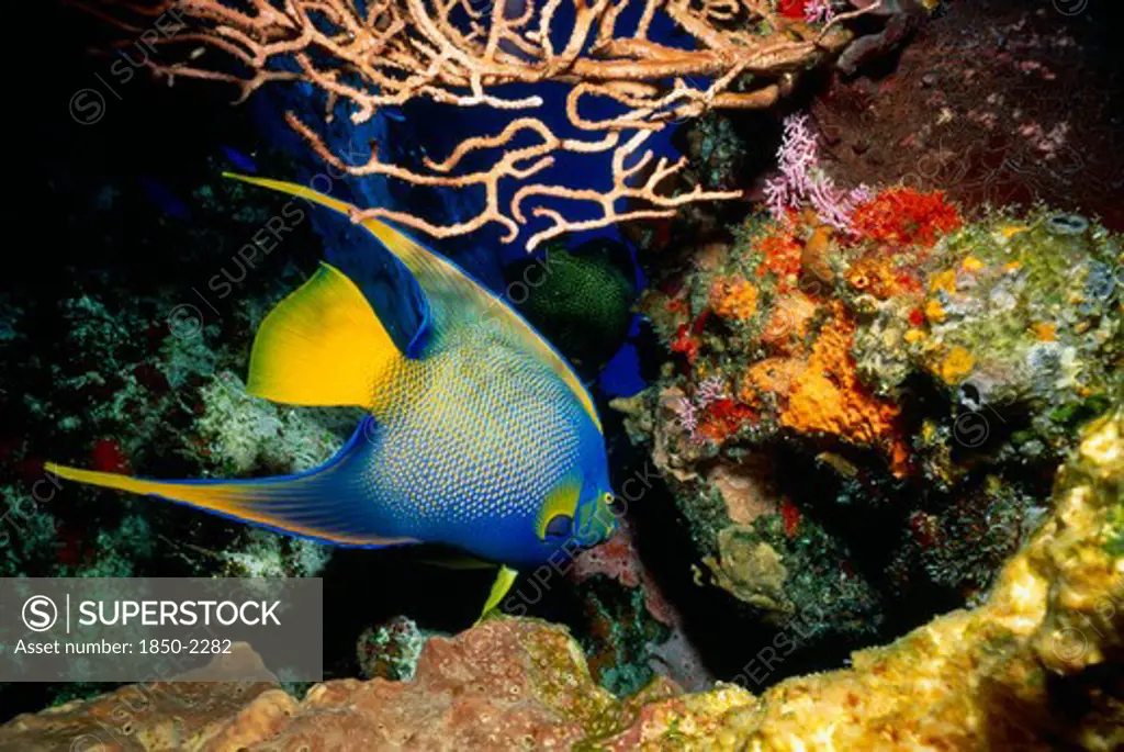 Mexico, Cozumel, Santa Rosa Reef. Queen Angel Fish
