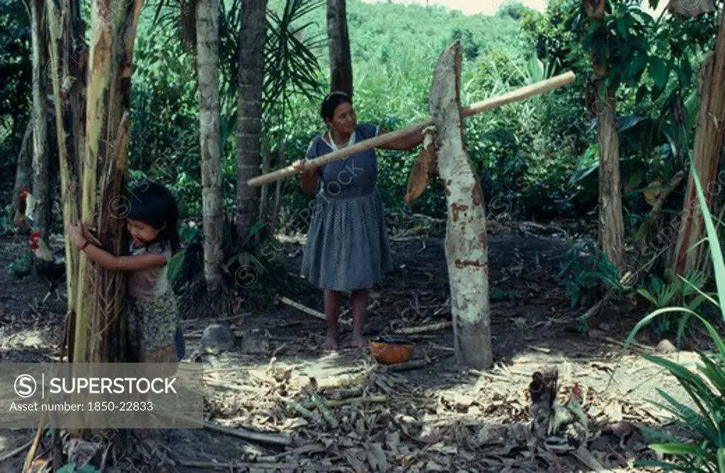 Colombia, North West Amazon, Tukano Indigenous People, 'Barasana Woman  Paulina, Headman Bosco'S Sister,  Outside Maloca  Pressing Sugar Cane Through Simple Trapiche/Press  Her Daughter Plays In Foreground  Both In Western Dress. Tukano Sedentary Indian Tribe North Western Amazonia Moloka American Colombian Columbia Female Women Girl Lady Hispanic Indegent Kids Latin America Latino South America Tukano Female Woman Girl Lady '