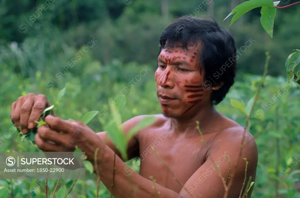 Colombia, North West Amazon Vaupes Rio Piraparana, Tukano Indigenous People, Makuna Man Venancio With Dark Red Achiote Painted Face Picking Coca Leaves In Family Chagra Cultivation Plot. Tukano  Makuna Indian North Western Amazonia American Colombian Columbia Hispanic Indegent Latin America Latino Male Men Guy South America Tukano