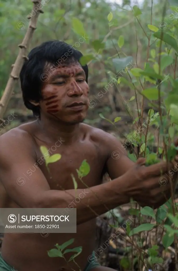 Colombia, North West Amazon Vaupes Rio Piraparana, Tukano Indigenous People, Makuna Man Venancio With Dark Red Achiote Painted Face Picking Coca Leaves In Family Chagra Cultivation Plot. Tukano  Makuna Indian North Western Amazonia American Colombian Columbia Hispanic Indegent Latin America Latino Male Men Guy South America Tukano Vaupes
