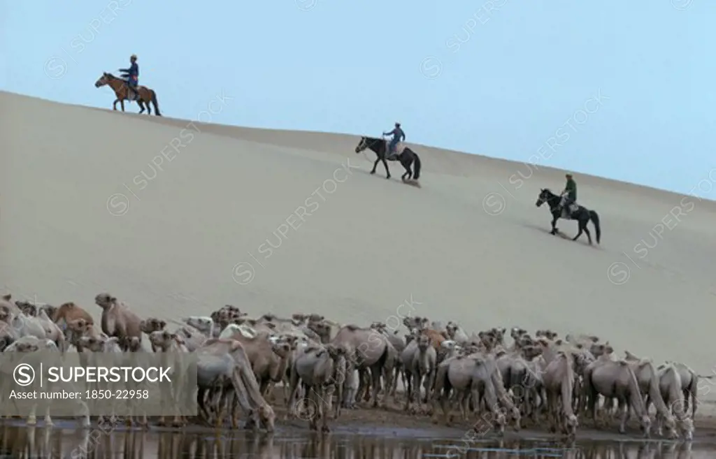 Mongolia, Gobi Desert, Camels In Their Summer Moulting State At Waterhole With Three Herdsmen On Horseback Climbing Sand Dune Behind. East Asia Asian Mongol Uls Mongolian Scenic