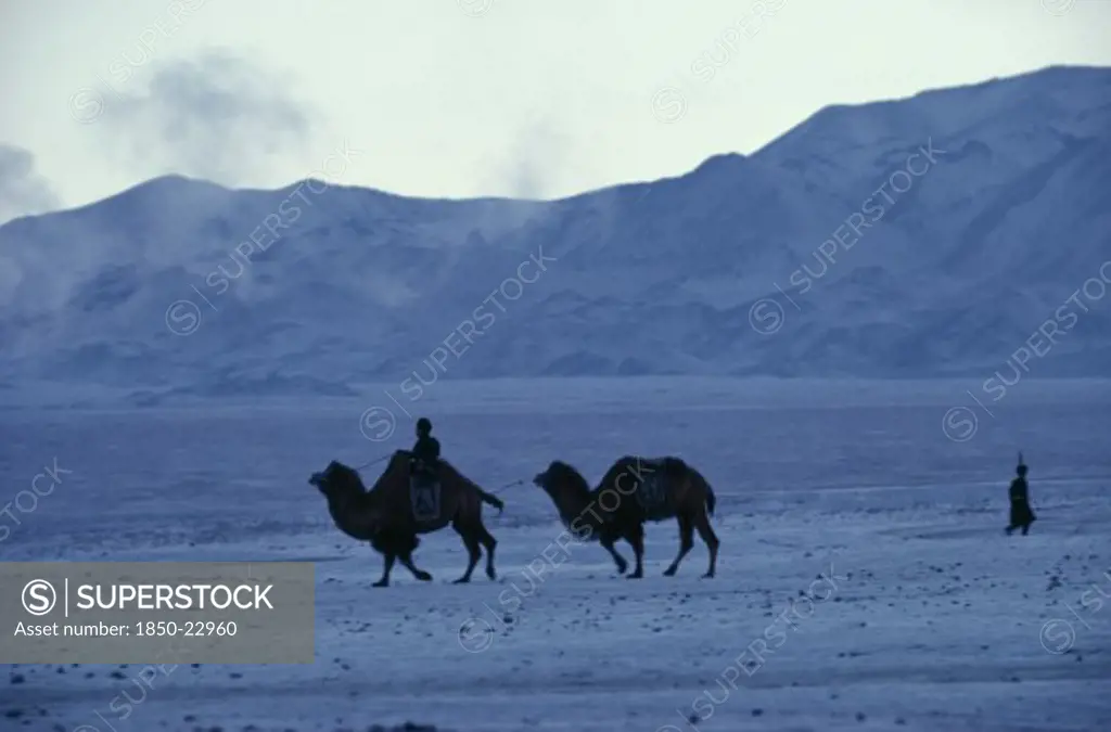 Mongolia, Gobi Desert, Early Morning In Mid-Winter Near Bigersum Negdel Collective With Two Camels Being Brought Back To The Negdel. Temperature Reaches -40.C.