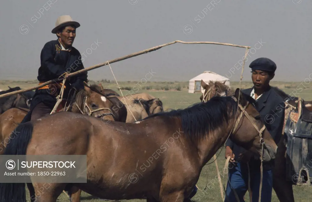Mongolia, Gobi Desert, Biger Negdel, Khalkha Horseman Using A Long Lassoe-Pole To Bring In A Wild Pony To Be Broken In   East Asia Asian Equestrian Mongol Uls Mongolian