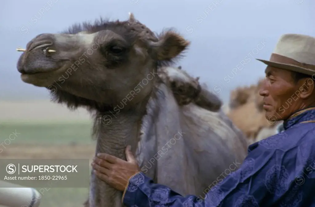 Mongolia, Agriculture, Khalkha Herdsman Dressed In Traditional Mongol Silk Tunic Shows Off His Summer-Moulting Camel With A Wooden Nose Peg Inserted For Control. East Asia Asian Mongol Uls Mongolian