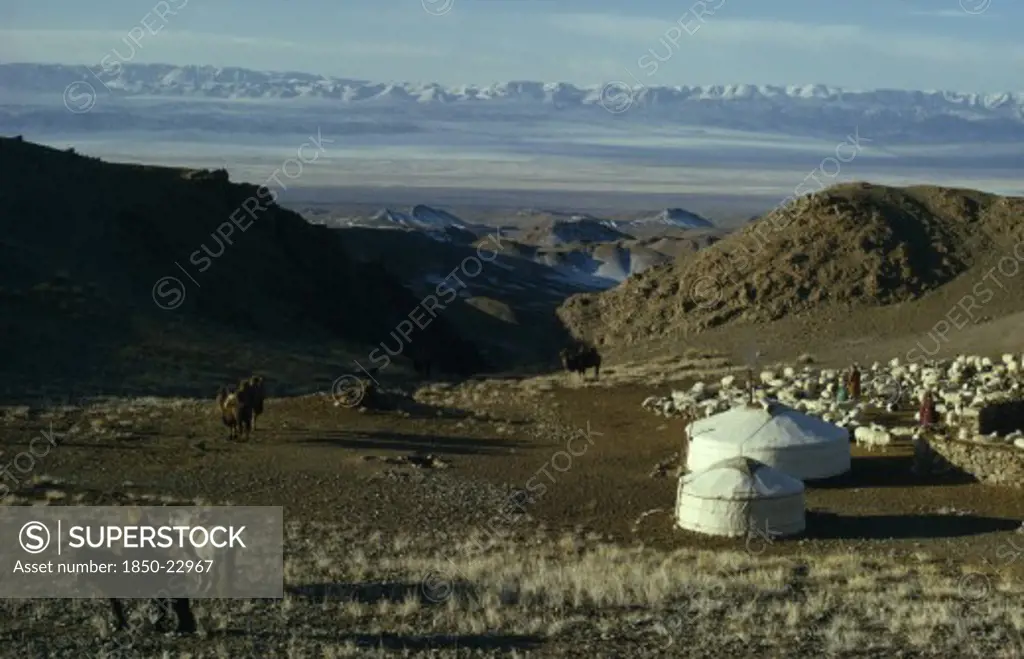 Mongolia, Gobi Desert, Khalkha Winter Sheep Camp With Shepherd Family Homes  Gers Yurts   Flock Of Sheep  Hobbled Horses And Bactrian Camels On Hillside Overlooking Snow-Covered Mountain Landscape With Altai Mountains In Distance.Khalkha East Asia Asian Equestrian Mongol Uls Mongolian Scenic