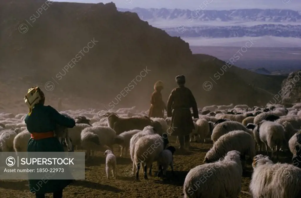 Mongolia, Gobi Desert, 'Khalkha Winter Sheep Camp,  Shepherd And Family Selecting And Separating  Lambs From Flock Altai Mountains In Background. Khalkha East Asia Asian Mongol Uls Mongolian Scenic '