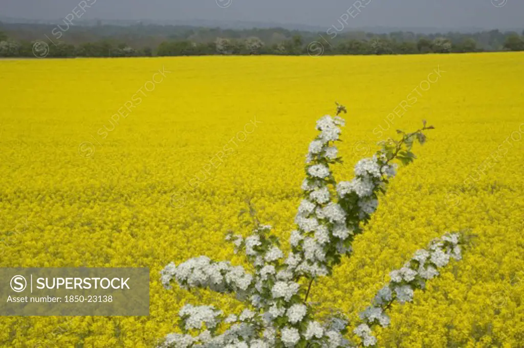England, West Sussex, South Downs, Field Of Yellow Oilseed Rape Flowers