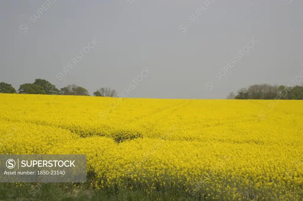 England, West Sussex, South Downs, Field Of Yellow Oilseed Rape Flowers