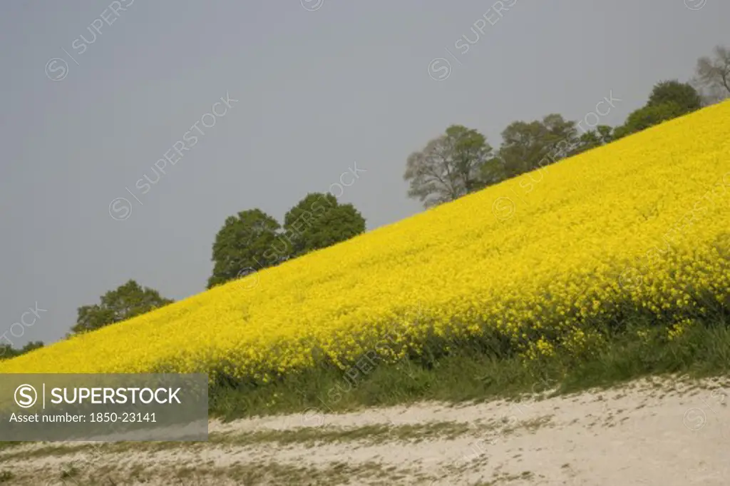 England, West Sussex, South Downs, Field Of Yellow Oilseed Rape Flowers. Angled View