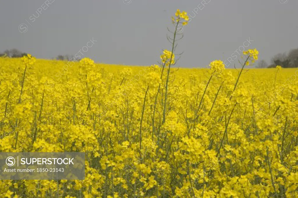 England, West Sussex, South Downs, Field Of Yellow Oilseed Rape. Detail Of Flowers.