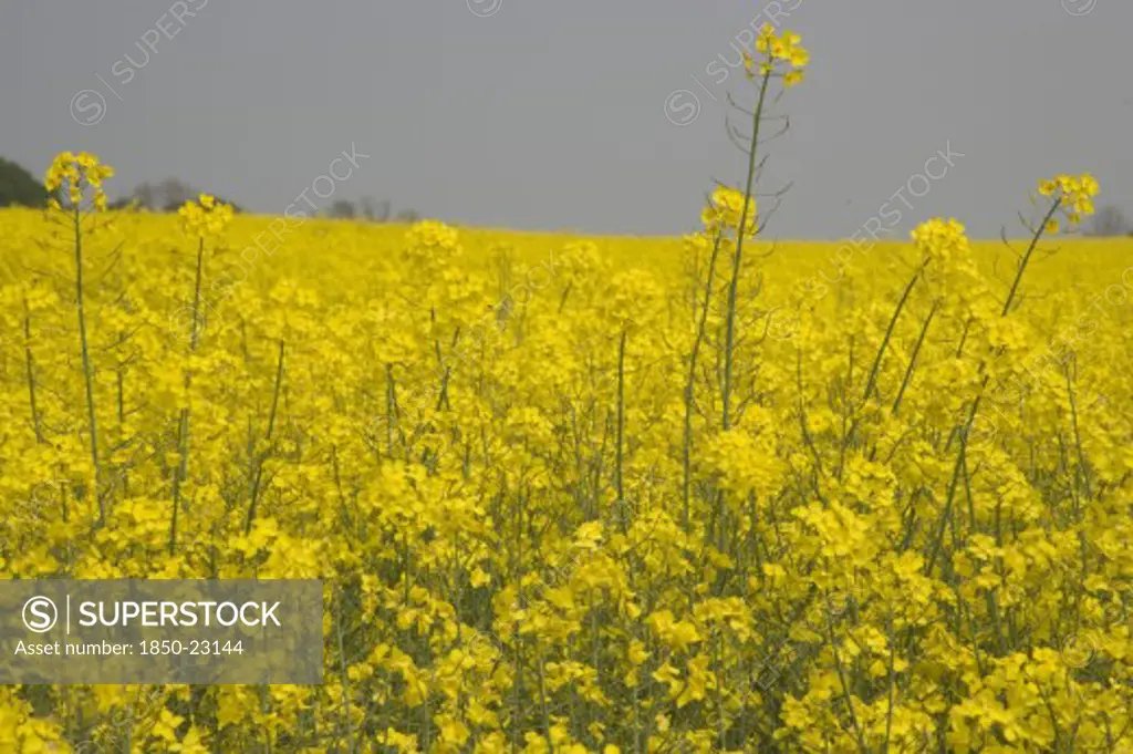 England, West Sussex, South Downs, Field Of Yellow Oilseed Rape. Detail Of Flowers.