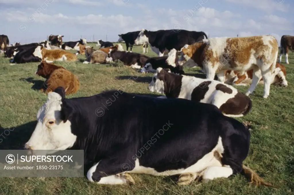 Agriculture, Farming, Cattle, Cow Sat On The Grass In A Field.