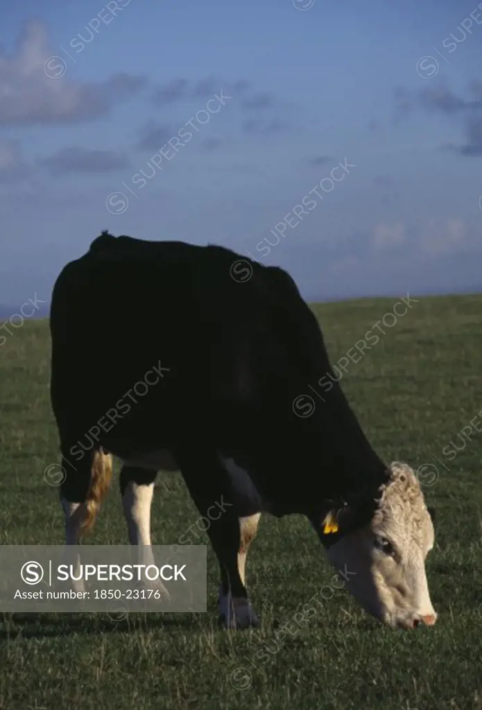 Agriculture, Livestock, Cattle, Single Black And White Cow Grazing On Sussex Downs.