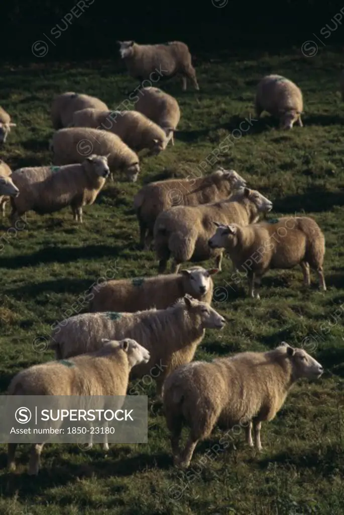 Agriculture, Farming, Sheep, Sheep Grazing In Field.