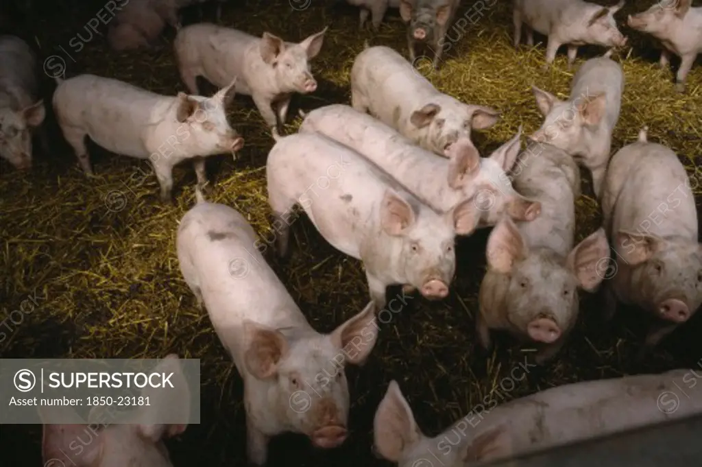 Agriculture, Livestock, Pigs, Piglets In A Pigpen Looking Towards Lens
