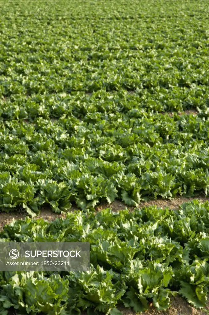 England, West Sussex, Chichester, Rows Of Ripe Green Lettuce Growing In A Field