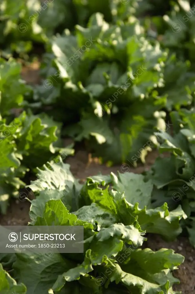 England, West Sussex, Chichester, Ripe Green Lettuce Growing In A Field Viewed From Above