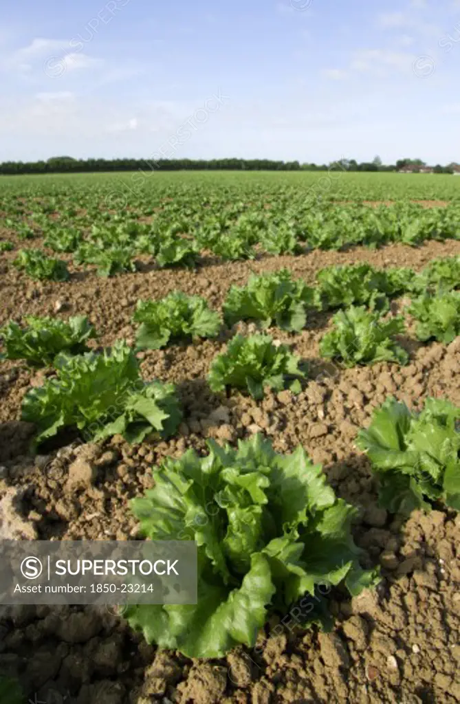 England, West Sussex, Chichester, Rows Of Ripe Green Lettuce Growing In A Field Viewed From Ground Level
