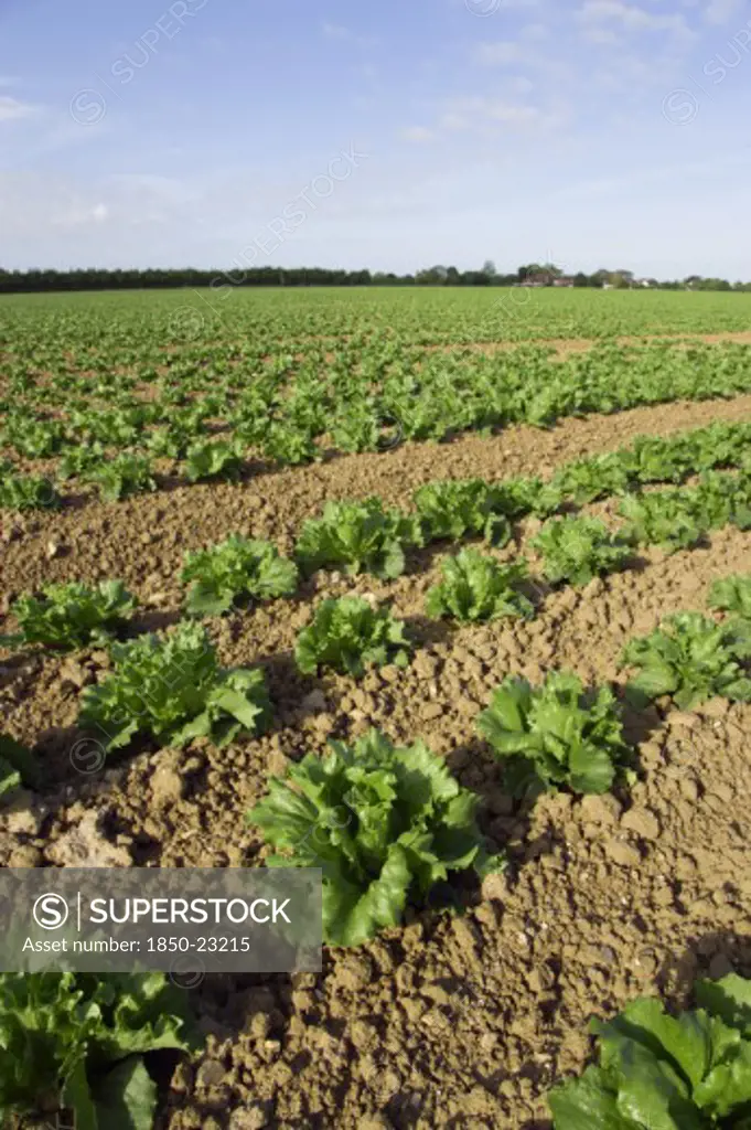 England, West Sussex, Chichester, Rows Of Ripe Green Lettuce Growing In A Field Viewed From Ground Level