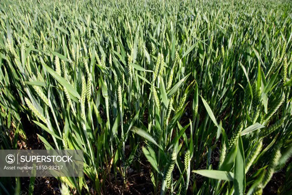 England, West Sussex, Chichester, Field Of Young Growing Green Wheat Crop