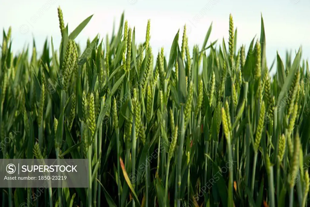 England, West Sussex, Chichester, Field Of Young Growing Green Wheat Crop