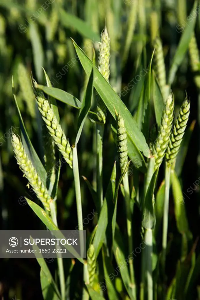 England, West Sussex, Chichester, Close Up Of Young Growing Green Wheat Crop