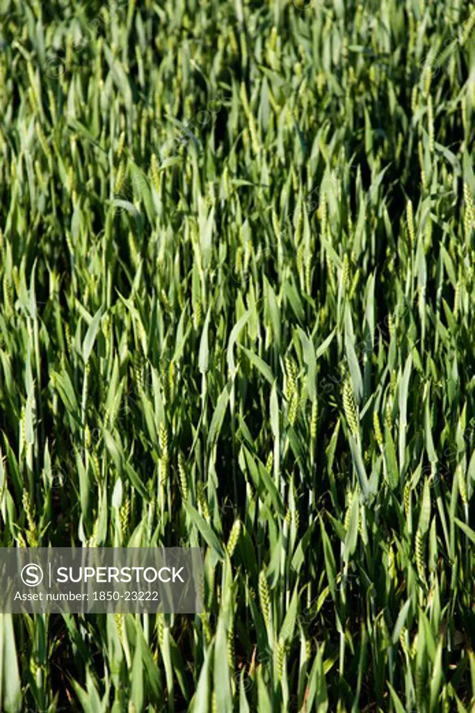 England, West Sussex, Chichester, Field Of Young Growing Green Wheat Crop Seen From Above
