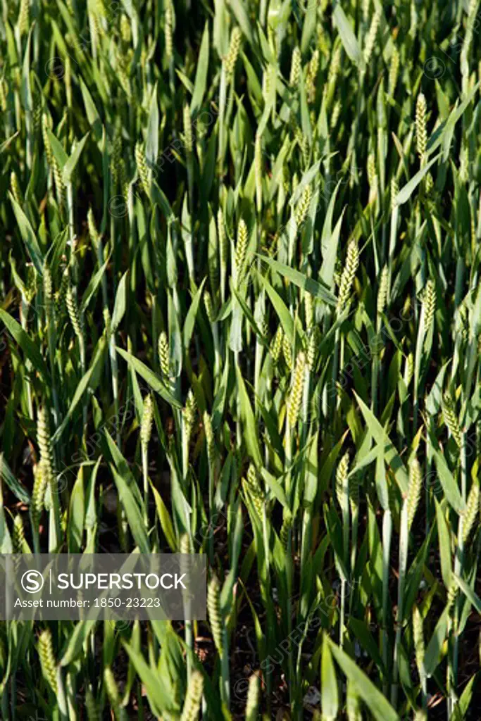 England, West Sussex, Chichester, Field Of Young Growing Green Wheat Crop Seen From Above