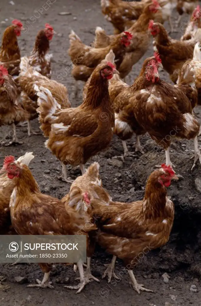Agriculture, Farming, Poultry, Free Range Chickens.