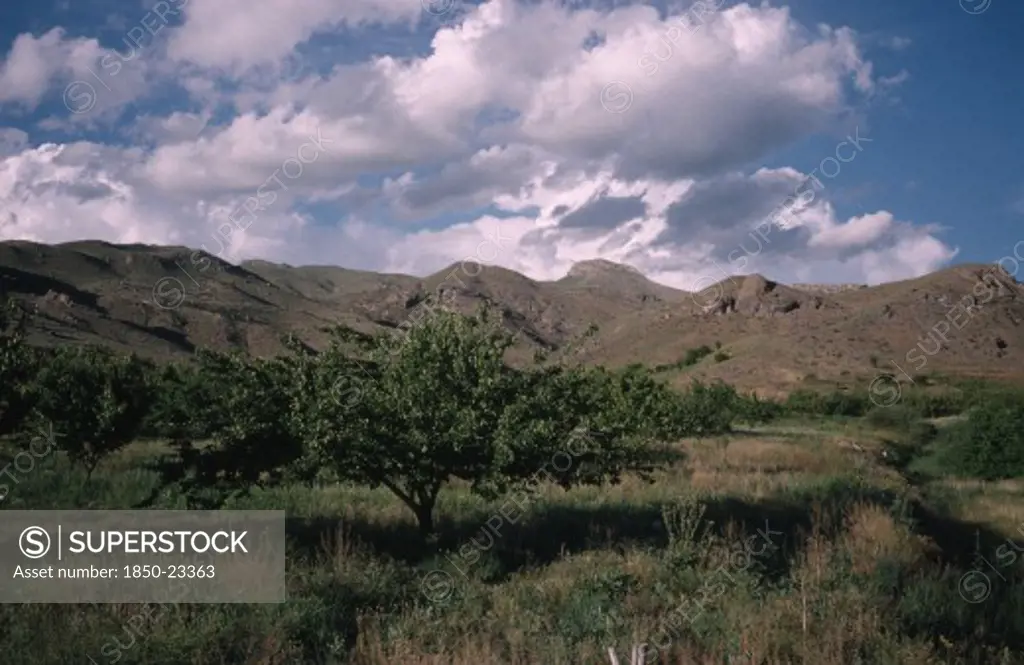 Armenia, Vaik Region, Agriculture, Landscape With Apricot Orchard.