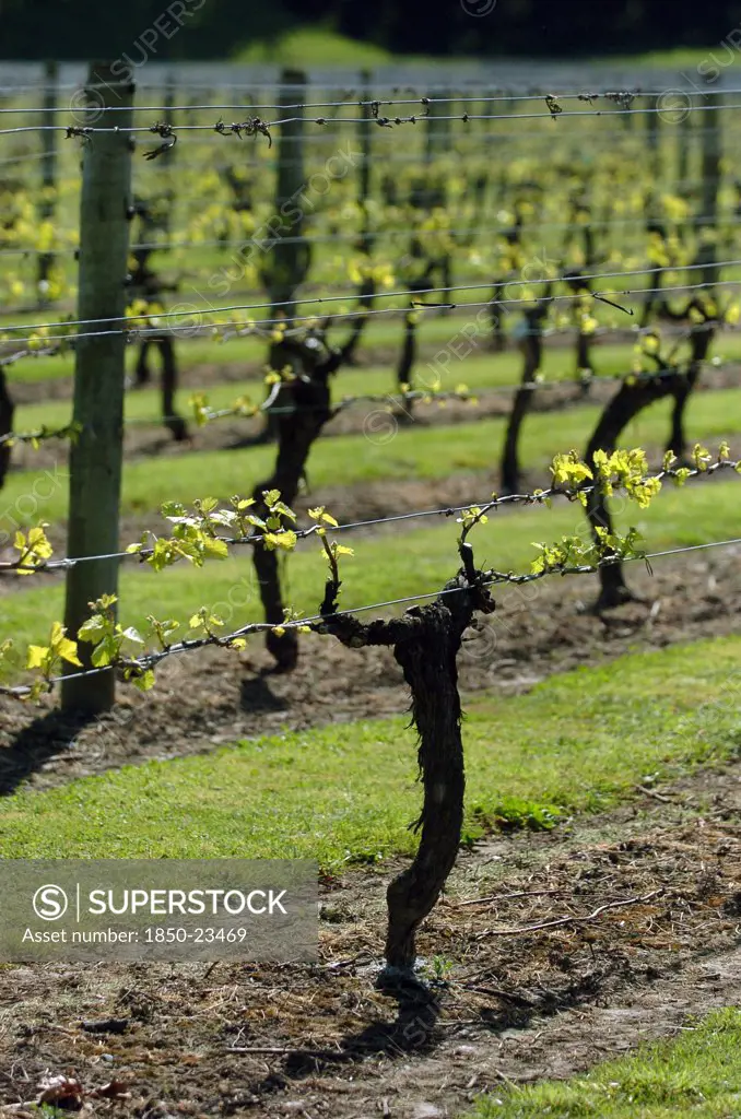 New Zealand, North Island, Hawkes Bay, 'Napier, General View Of Vines In A Vineyard Early In Their Growth Along Church Road In The Tarradale District.'