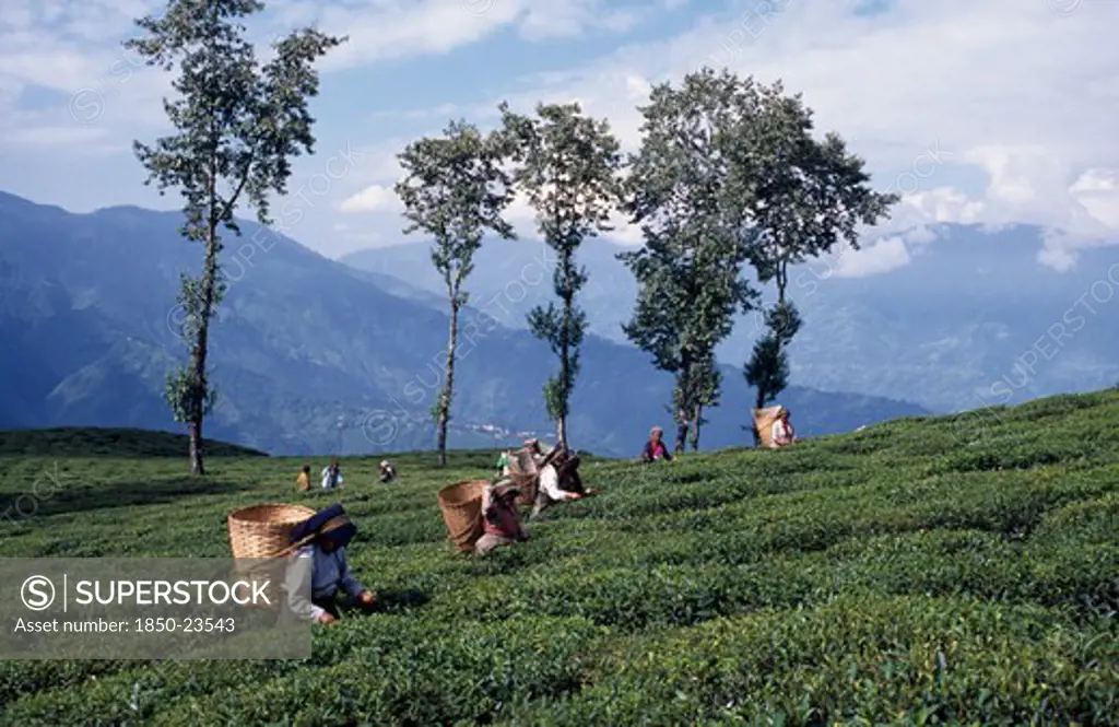 India, West Bengal, Darjeeling, Tea Pickers Working On Hilltop Plantation Putting Picked Leaves In Woven Baskets Carried On Their Backs.