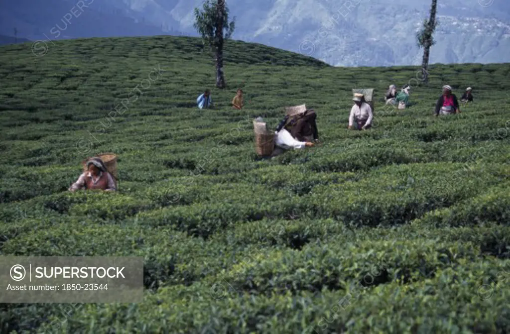 India, West Bengal, Darjeeling, Tea Pickers Working On Hilltop Plantation Putting Picked Leaves In Woven Baskets Carried On Their Backs.