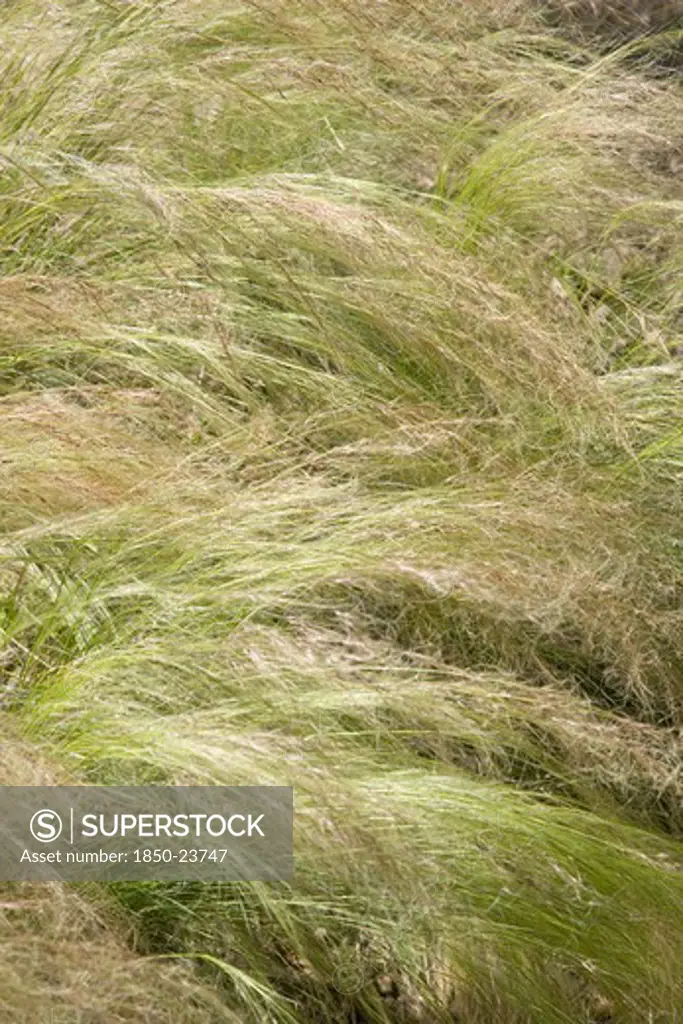 England, West Sussex, Worthing, Tall Grass Moving In Gentle Wind