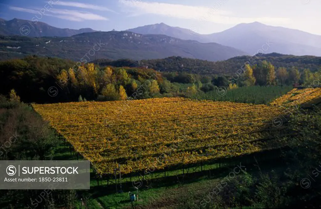 Italy, Trentino-Alto Adige, Lake Garda Area, Vineyards In Autumn Landscape Near Arco.