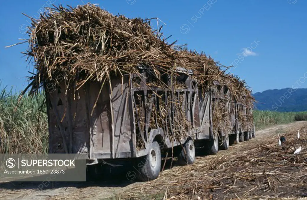 Jamaica, West Moreland Parish, Agriculture, Truck Train Of Harvested Sugar Cane On The Frome Estate.