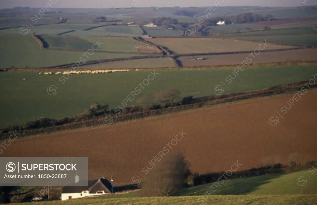 England, Devon, Agriculture, 'Agricultural Landscape And Field Patterns With White Painted, Thatched House In Foreground.  Areas Of Plough, Pasture And Sheep Field Delineated By Hedges.'