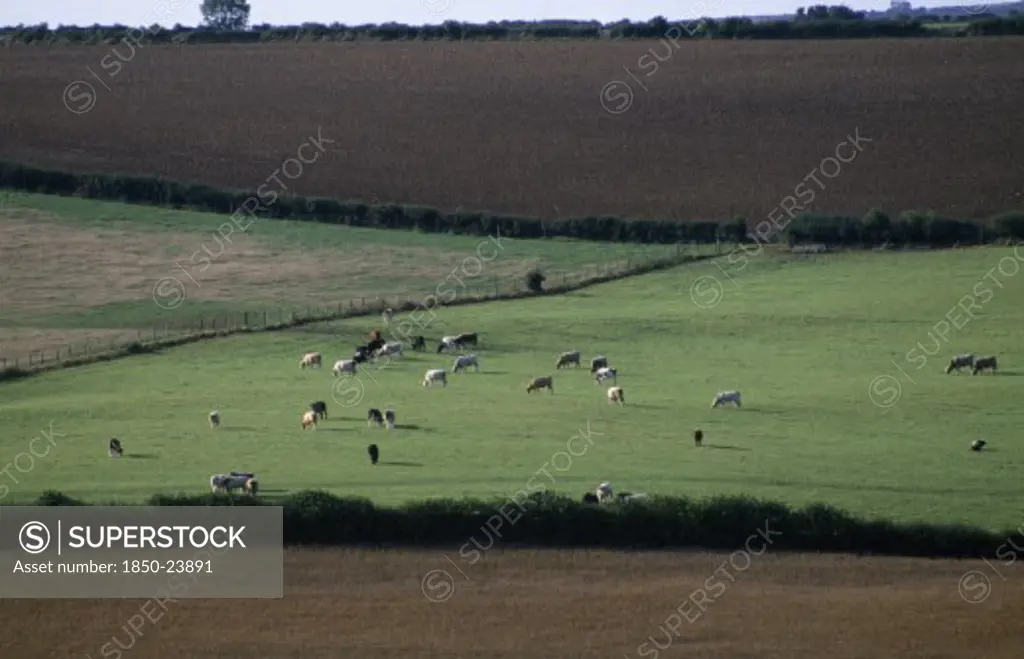 England, Dorset, Agriculture, Agricultural Landscape Near Dorchester Showing Cattle Grazing In Pasture Between Ploughed Fields.