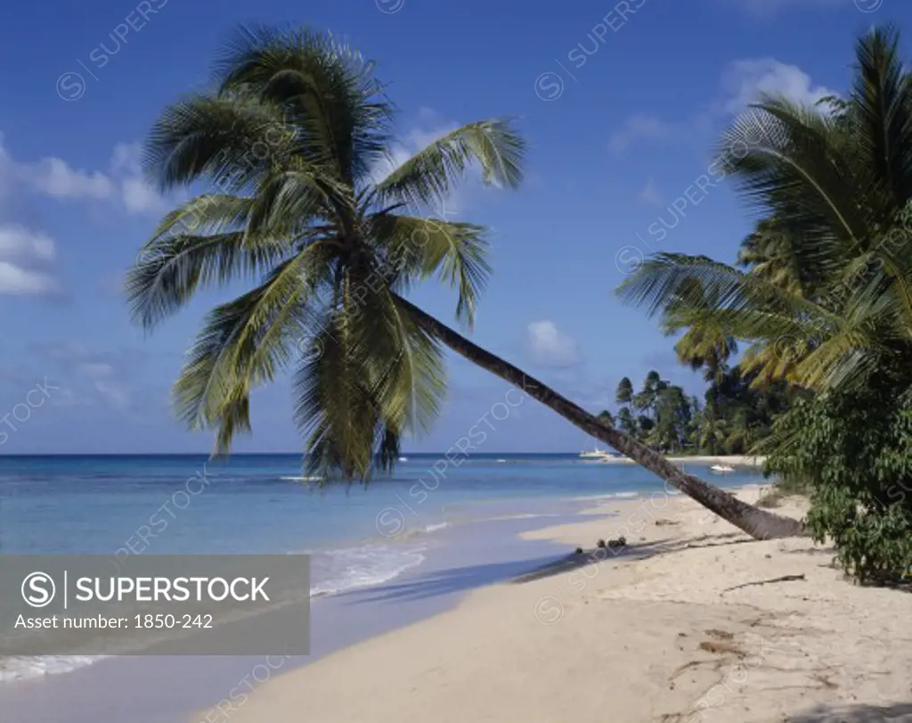 Barbados, West Coast    , 'Gibbs Beach, Leaning Palm, White Sand, Small Boats '