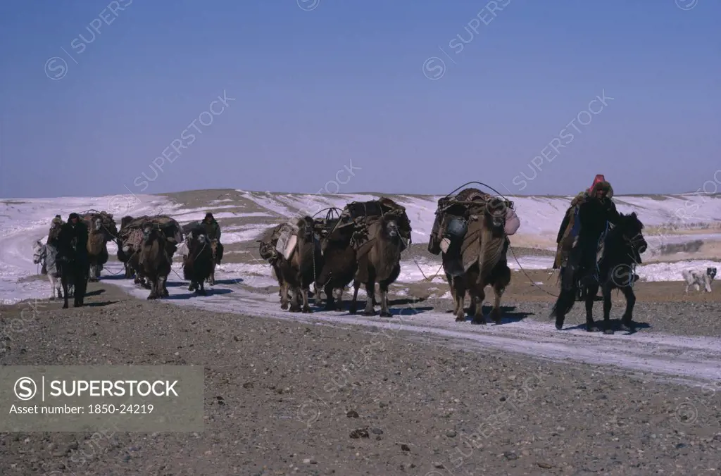 China, Xinjiang Province, People, Kazakh Minority People Moving Camp Riding Horses And Leading Pack Camels.