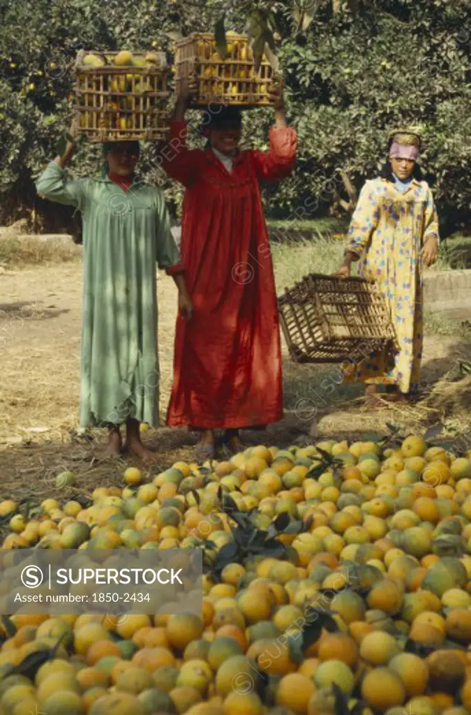 Egypt, Nile Delta, Orange Harvest. Female Pickers With Crates On Their Heads