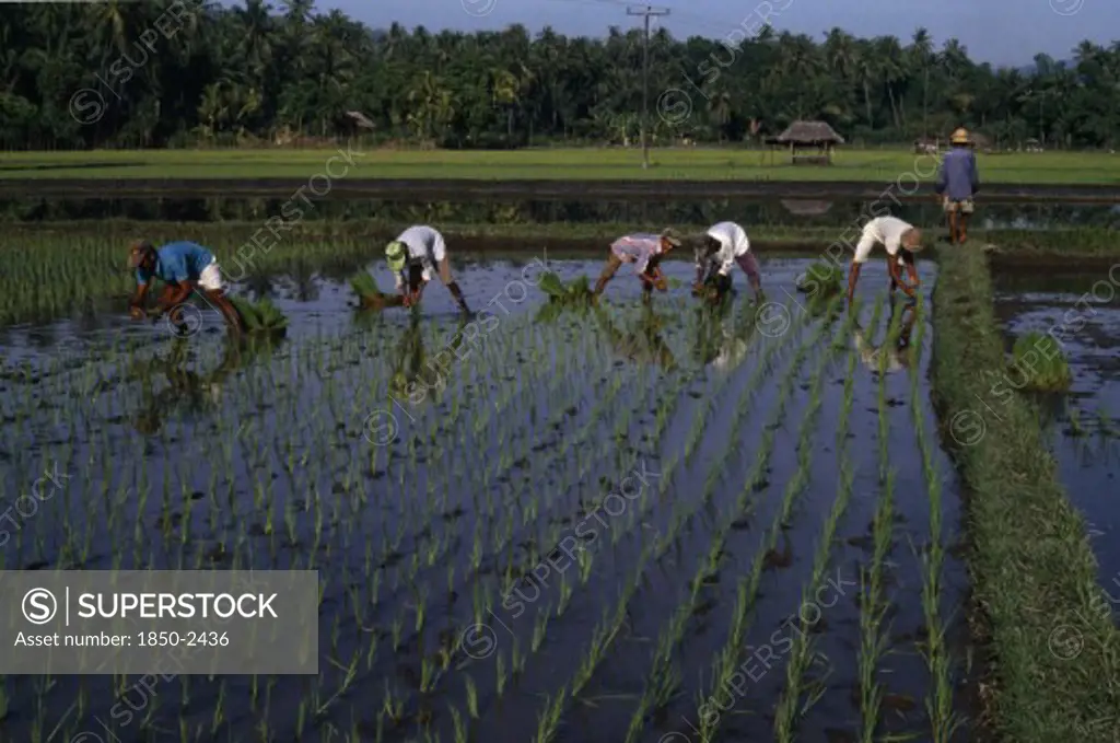 Indonesia, Bali , Kalikbukbuk, Planting Rice Shoots In Paddy Field.
