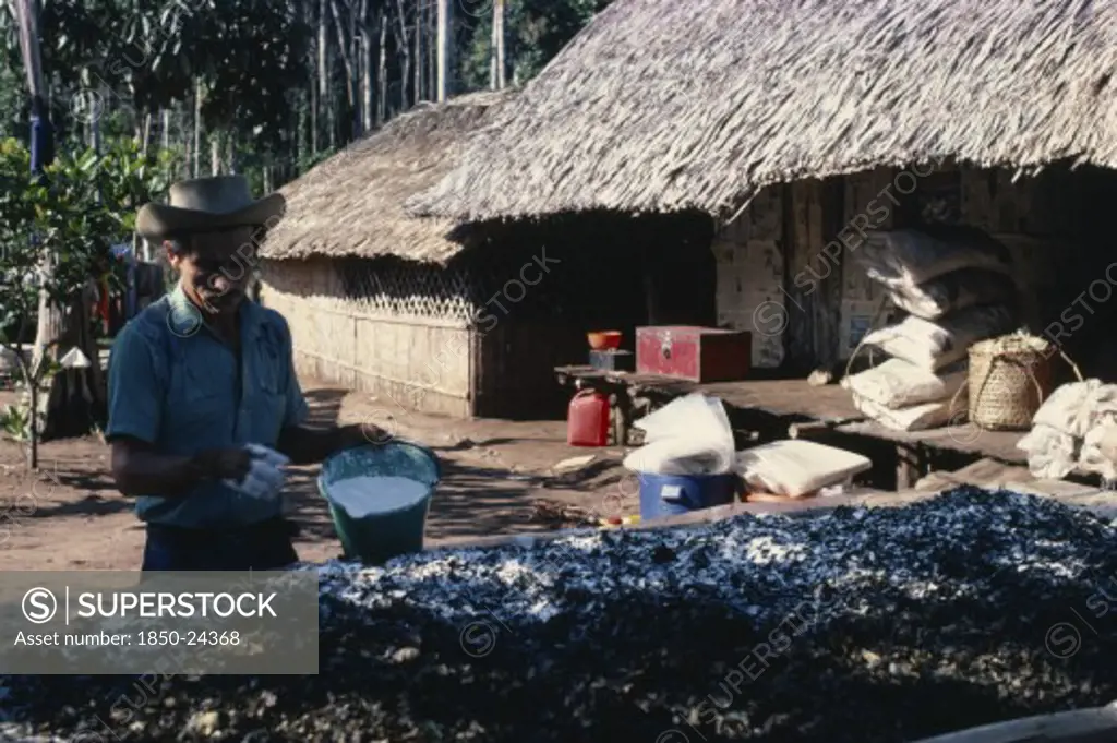 Colombia, Vaupes, 'Llanero Worker In Small N W Amazon Forest Cocaine Lab. Prepares Coca Leaves Adding Sodium Bicarbonate To Leach Cocaine Alkaloid Out Of Them As They ''Sweat'' In Sun For A Day.A Man Wearing A Hat Making Coca / Cocaine In The Process Of Applying Carbonate '