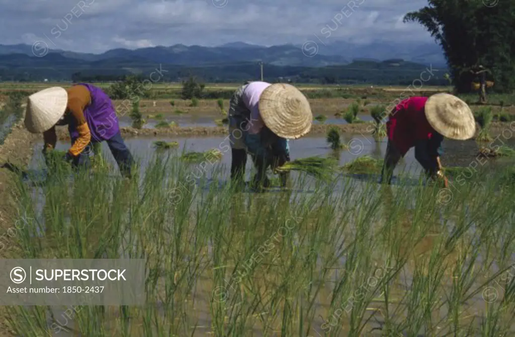 China, Yunnan , Farming, Planting Rice