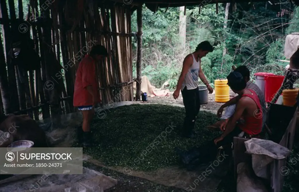 Colombia, Bolivar Province, Magdalena Medio Small Cocaine Lab. Workers Stamp On Leaves To Mix In Sodium Bicarbonate And Then Petrol Which Leach Out Cocaine Alkaloid. This Lab. Was Under Eln (Ejercito De Liberacion Nacional) Guerrilla Control