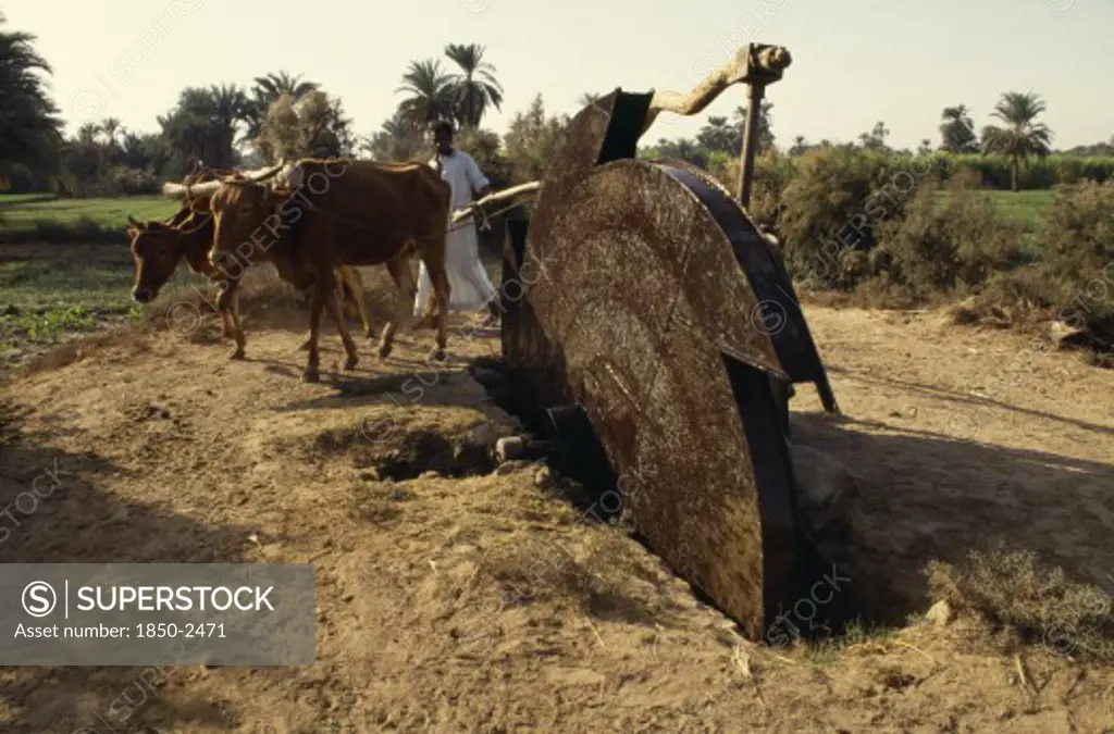 Egypt, Agriculture, Irrigation, Man Using Irrigation Wheel With Cattle