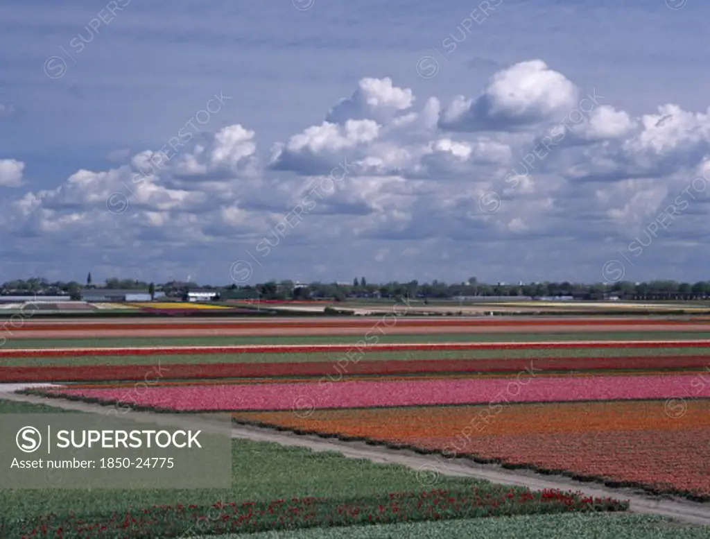 Holland, South, Lisse, Tulip Fields Outside The Keukenhof Gardens Viewed From The Top Of The Parks Windmill